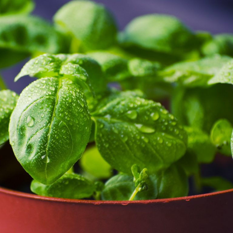 basil-932079_1920
