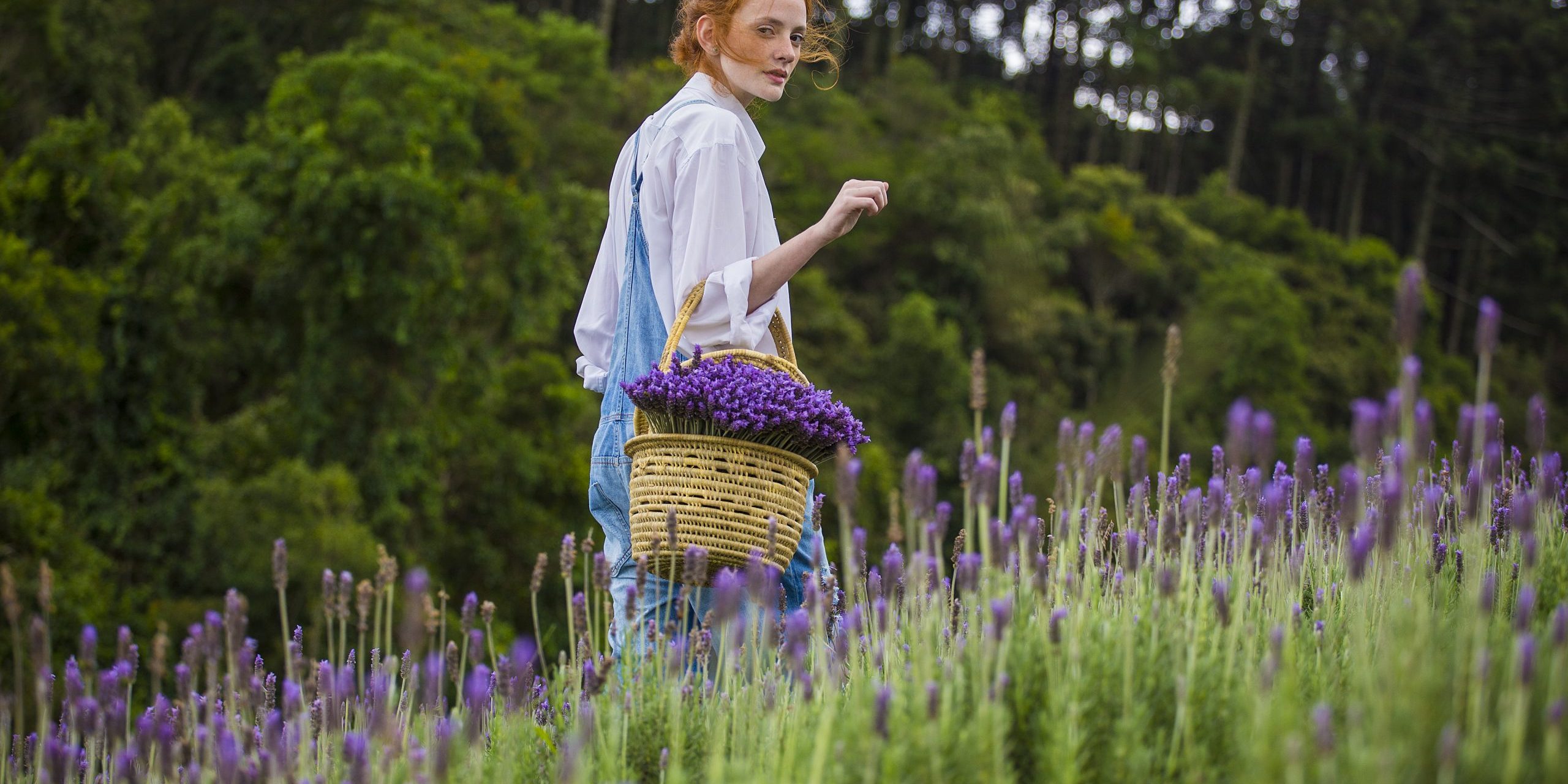 fazenda de lavandas 3